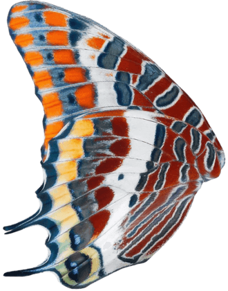 Tropical Butterfish