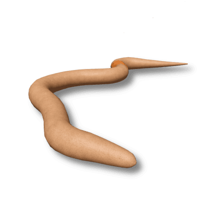 Earthworm