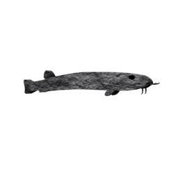 Basalt Loach