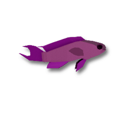 Blackcap Basslet