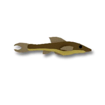 Parotocinclus Halys