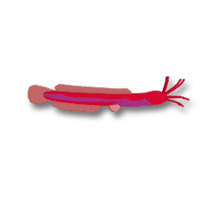 Populi Blind Catfish