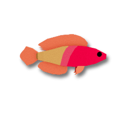 Rose-Veiled Fairy Wrasse