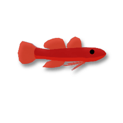 Ruby Neon Eviota