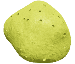 Sea Sponge