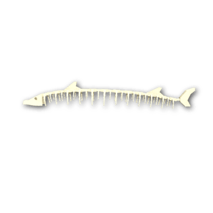 Skeleton Sturgeon