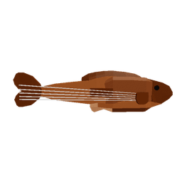 Stringed Grouper