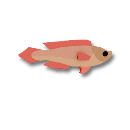 Vibranium Fairy Wrasse