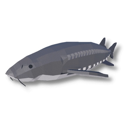 White Sturgeon