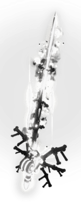 Fallen Rod