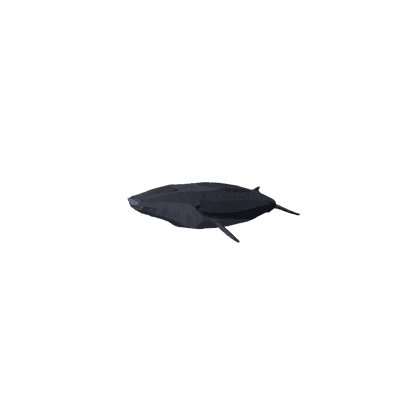 Little Sei Whale